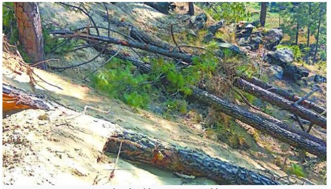 forest-cutting-.jpg