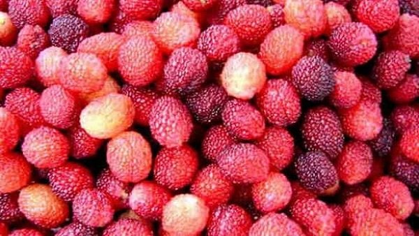 story-fruit-kafal-584x365-1.jpg