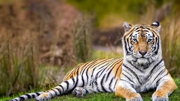 Tiger-bagh-1.jpg