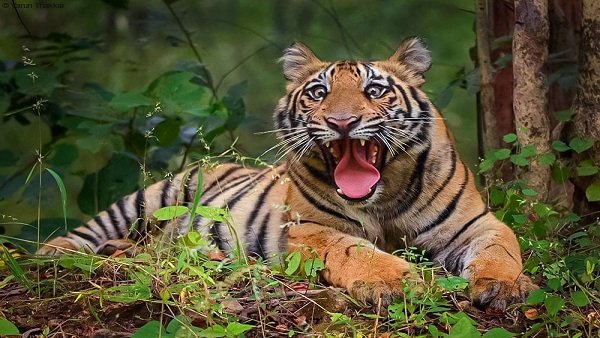 tiger-bagh.jpg