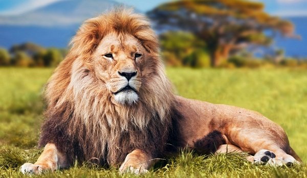 Lion2.jpg