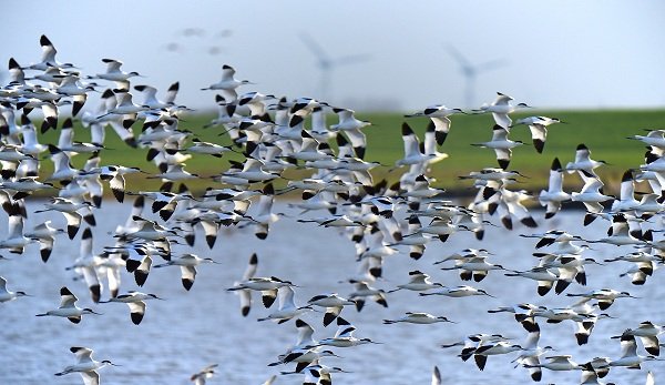 avocet-1773758_1280.jpg