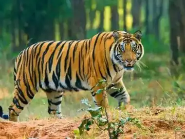 tiger-99061951.webp.webp.webp