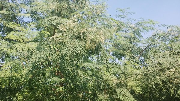 IMG_20241102_130231121.jpg
